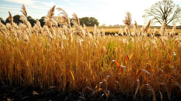 5 avantages du paillage de miscanthus à Montalet-le-Bois